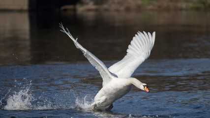 Höckerschwan vertreibt einen Rivalen
