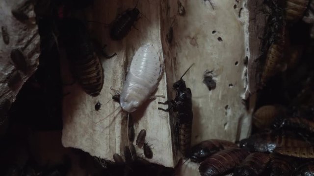 White giant cockroach among brown cockroaches.