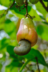 Cashew nut ripe on the tree in the  seasonal  agriculture