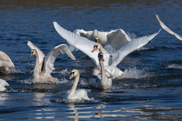Höckerschwan vertreibt einen Rivalen