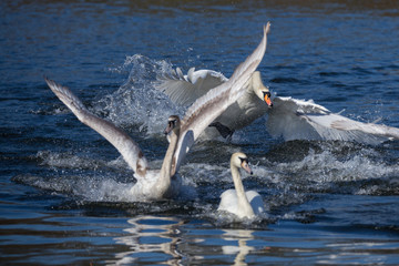 Höckerschwan vertreibt einen Rivalen
