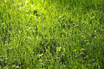  lush green grass, lawn in the sunlight