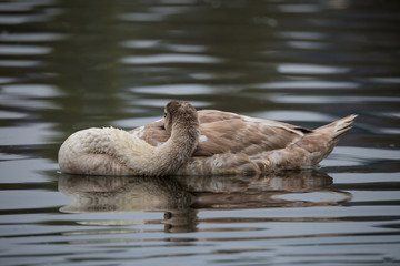 Höckerschwan ( Cygnus olor )