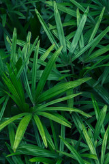 Fototapeta premium Palm leaves in dark tone background