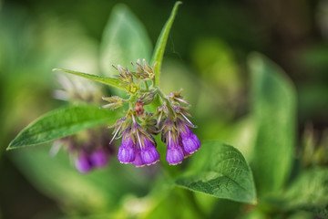 Purple Flowers in Garden  macro  details 