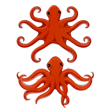 Red octopus. Hand drawn sketch