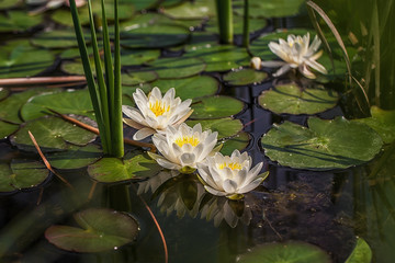Seerose auf dem wasser 