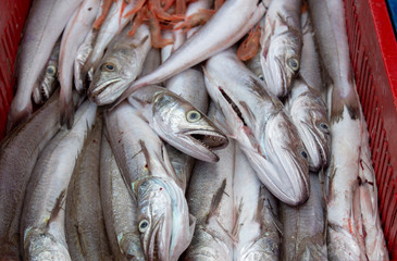 Fische aus dem Mittelmeer auf dem Markt