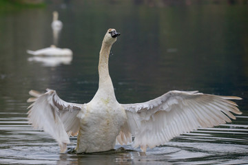 H&ouml;ckerschwan ( Cygnus olor )