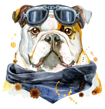 Watercolor portrait of bulldog