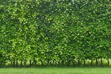 Hornbeam hedge in spring, Carpinus betulus - obrazy, fototapety, plakaty