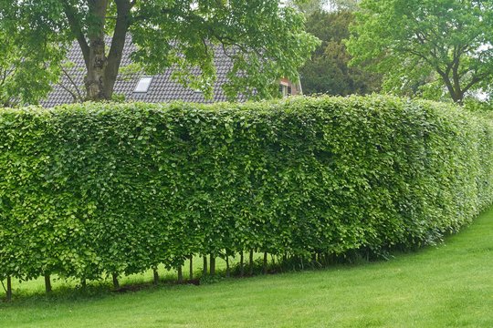 Hornbeam hedge in spring, Carpinus betulus