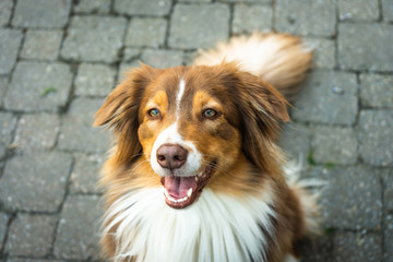 Australian Shepherd