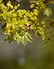 Maple tree blooming in spring