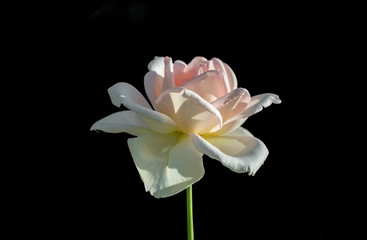 White rose on black background.