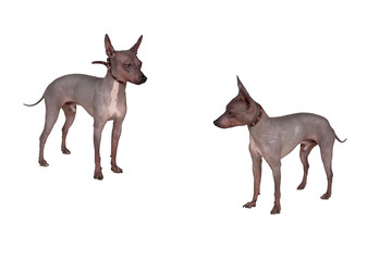 Two cute american hairless terriers isolaten on white background. Pet animals.
