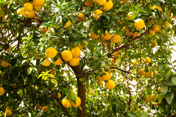 Viele Orangen hängen am Baum