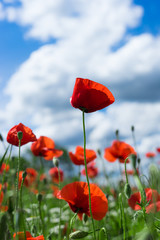 red poppy against blue cloudy sky