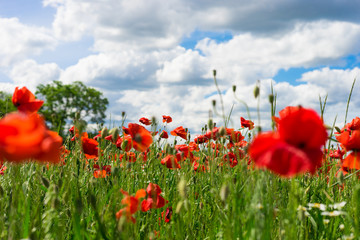 red poppy against blue cloudy sky