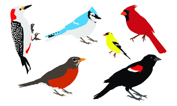 Common Backyard Birds Vector