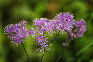 Purple Flowers in Garden  macro  details 