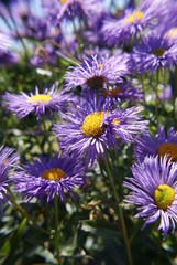 purple flowers in garden, vertical