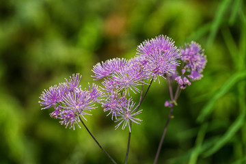 Purple Flowers in Garden  macro  details 