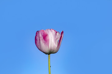 red tulip under clear blue sky