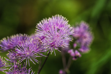 Purple Flowers in Garden  macro  details 