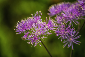 Purple Flowers in Garden  macro  details 