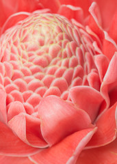 closeup pink torch ginger flower etlingera elatior