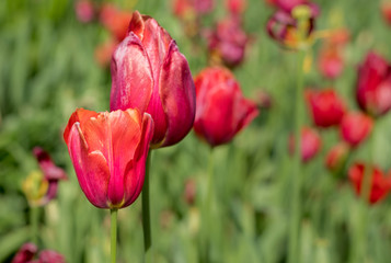 Obraz premium Tulips Galore