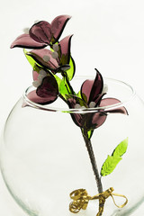 Flower in a clear glass vase.