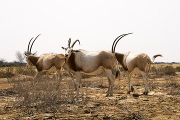 Oryx algazelle, Oryx dammah