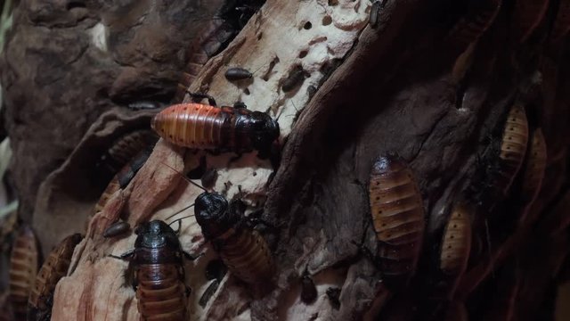 Giant roach climbs up the tree trunk.
