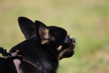 portrait of a dog mini breed