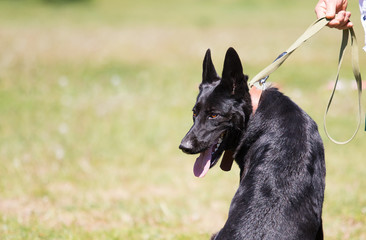 black shepherd on the grass