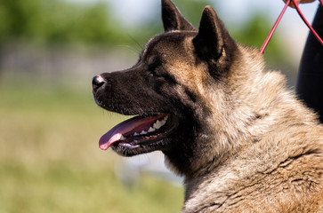 portrait of akita dog on the grass