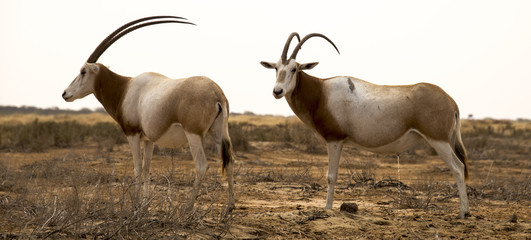 Oryx algazelle, Oryx dammah