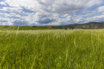 Spring in the fields of Gobustan