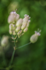  beutiful Flowers  in garden 