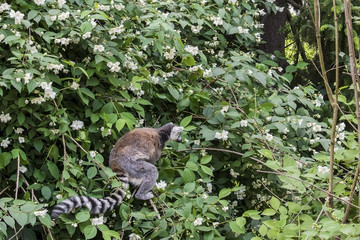 The ring-tailed lemurs,Lemur catta, known as maky or maki, on the blossom tree in springtime