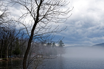 Fototapeta na wymiar Spring scene with trees and mist