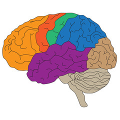 Brain hemispheres. Vector illustration for scientific and medical presentations
