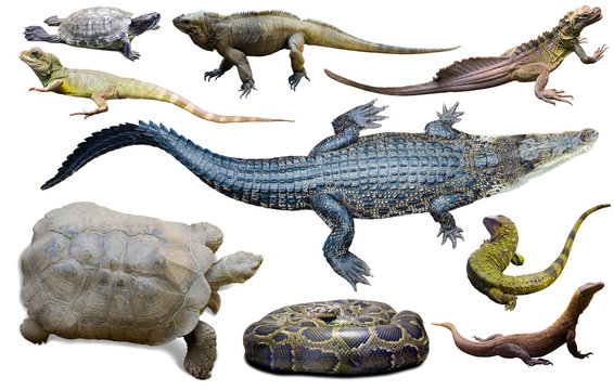 Collection Of Reptiles