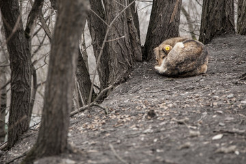 Stray dog lies on the ground in  park or forest. Sterilization of homeless animals