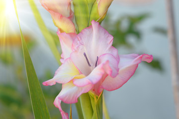 Obraz premium Gladiolus 