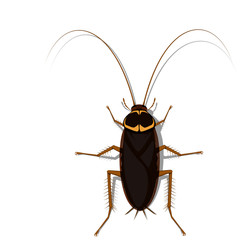 Isolated cockroach on transparent background