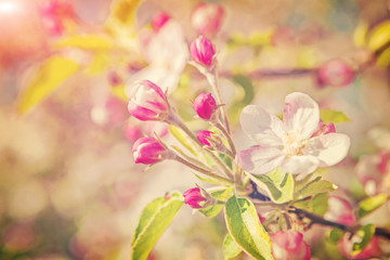 little branch of apple tree with many flowers
