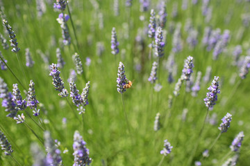 Purple Lavender Bumble Bee 02
